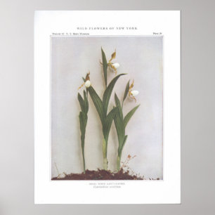 Small White Lady's-Slipper - Cypripedium candidum Poster