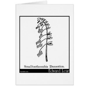 Smalltoothcombia Domestica.