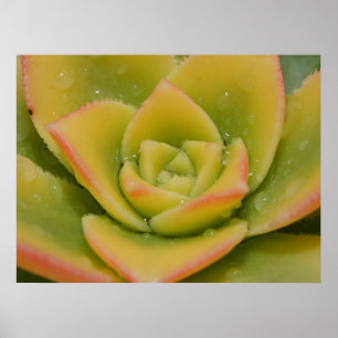 Smaragd Bloei: De Vloeibare Juweel van de Natuur Poster