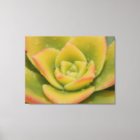 Smaragd Vetplant Macro Canvas Muur Kunstprint