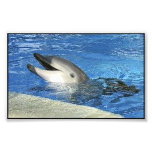 Smart Dolphin Foto Afdruk