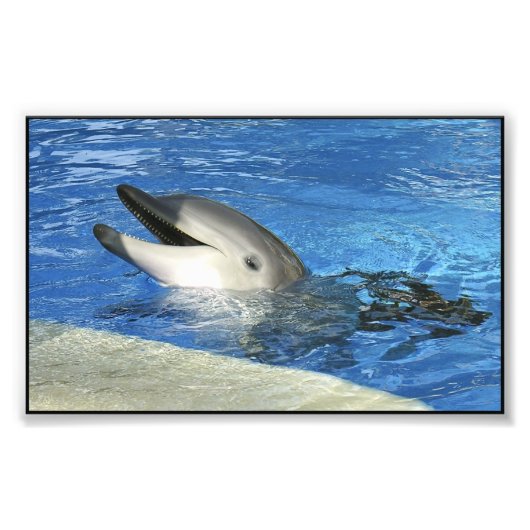 Smart Dolphin Foto Afdruk (Voorkant)