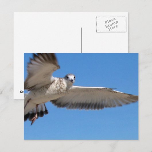 Smeeuw in het Briefkaart (Voorkant / Achterkant)