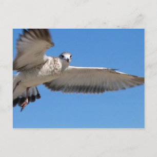 Smeeuw in het Briefkaart