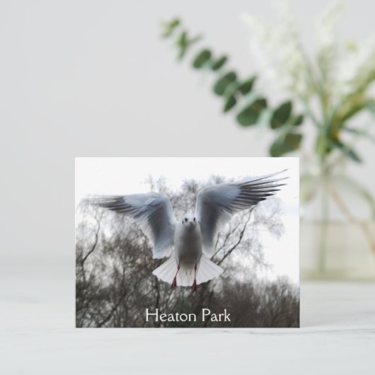 Smeeuw in het Briefkaart (Staand voorkant)