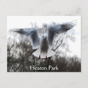 Smeeuw in het Briefkaart