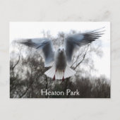 Smeeuw in het Briefkaart (Voorkant)