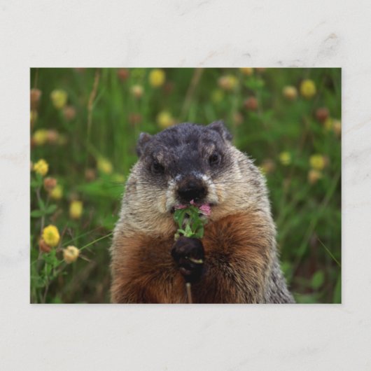 Smelling Spring Groundhog Briefkaart (Voorkant)