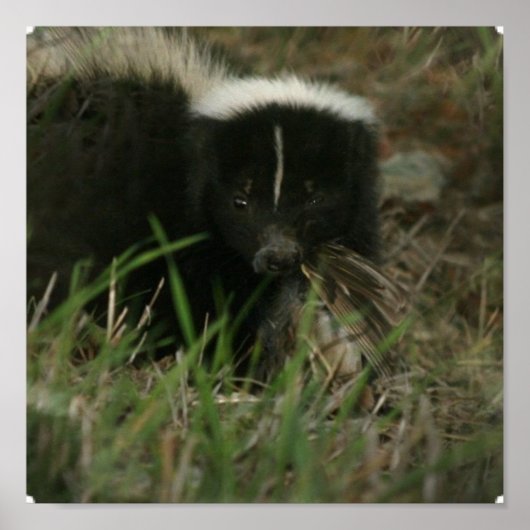 Smelly Skunk Poster (Devant)