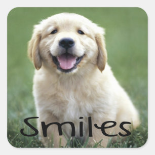 Smile Cute Puppy Dog Hallo Golden Retriever Vierkante Sticker