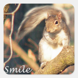 Smile Mr Squirrel Sticker