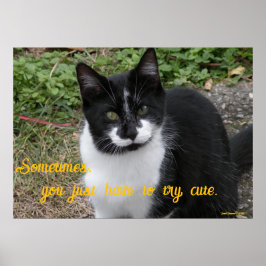 Smiler says- Sometimes, you just have to try cute. Poster