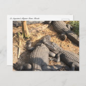 Smilin' Alligator Briefkaart (Voorkant / Achterkant)