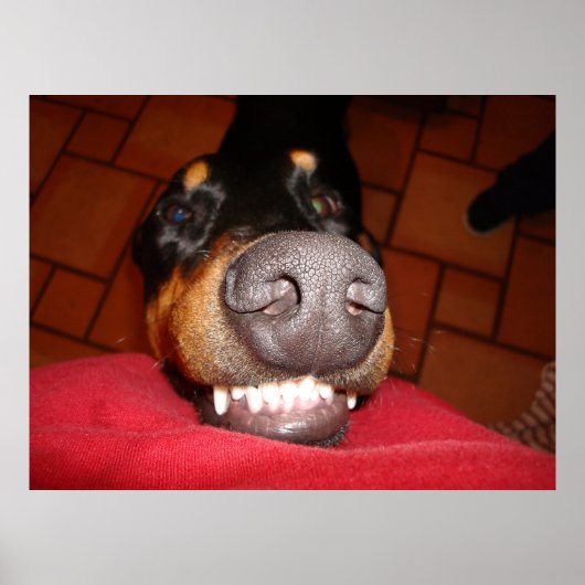 SMILING DOBERMAN POSTER (Voorkant)