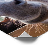 Smiling Donkey Poster (Hoek)