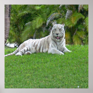 Smiling White Tiger and Palm Trees Poster