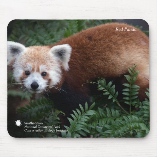 Smithsonian | Red Panda Muismat (Voorkant)