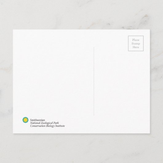 Smithsonian | Rode Panda Briefkaart (Achterkant)