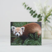 Smithsonian | Rode Panda Briefkaart (Staand voorkant)
