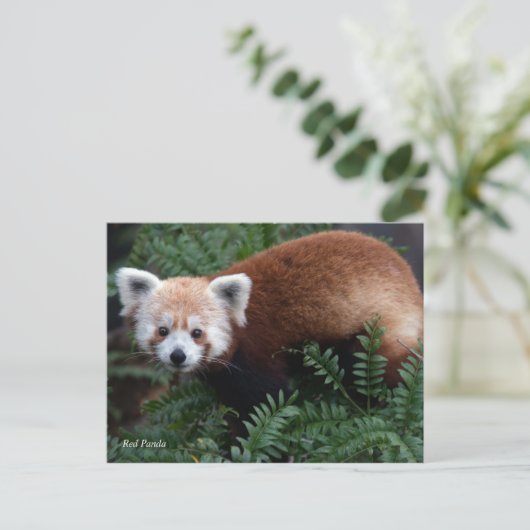 Smithsonian | Rode Panda Briefkaart (Staand voorkant)