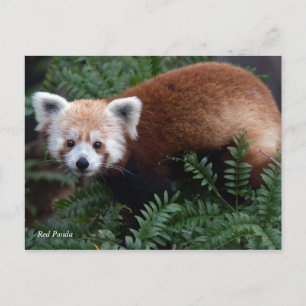 Smithsonian   Rode Panda Briefkaart