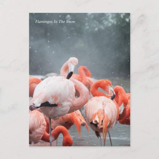 Smithsonian | Sneeuwvliezen Briefkaart (Voorkant)