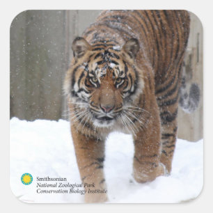 Smithsonian Sumatran Tiger Damai Vierkante Sticker