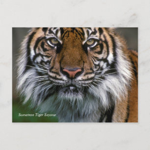 Smithsonian Sumatran Tiger Soyono Briefkaart