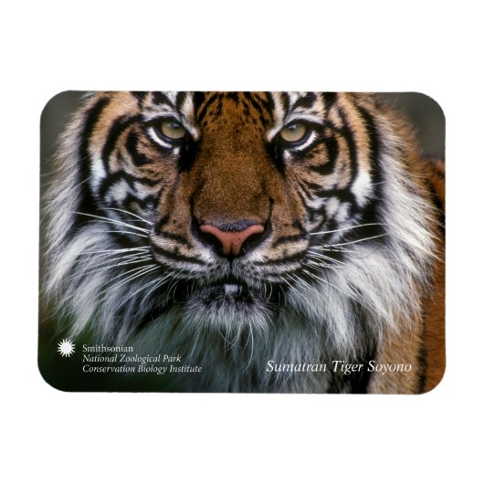 Smithsonian | Sumatran Tiger Soyono Magneet (Horizontaal)