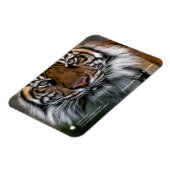 Smithsonian | Sumatran Tiger Soyono Magneet (Linkerzijde)
