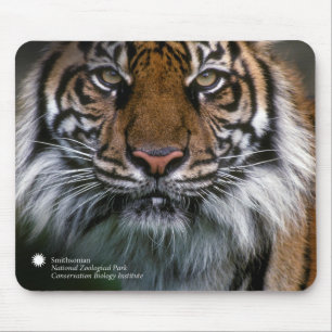 Smithsonian   Sumatran Tiger Soyono Muismat