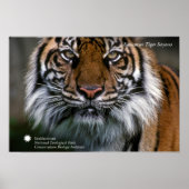 Smithsonian | Sumatran Tiger Soyono Poster (Voorkant)