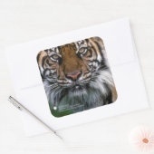 Smithsonian | Sumatran Tiger Soyono Vierkante Sticker (Envelop)