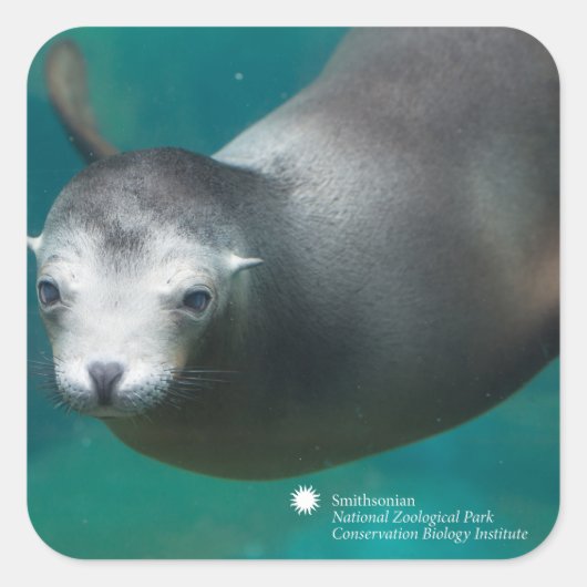 Smithsonian | Zee Lion Vierkante Sticker (Voorkant)