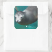 Smithsonian | Zee Lion Vierkante Sticker (Tas)