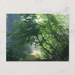 Smokey Paths Trails Forests Bossen Briefkaart