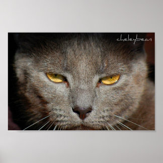 Smokey the Cat poster
