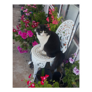 Smokingcat Maroon Donkerroze Katten en Bloemen Perfect Poster