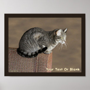 Smoky Grey Tabby Kat Poster