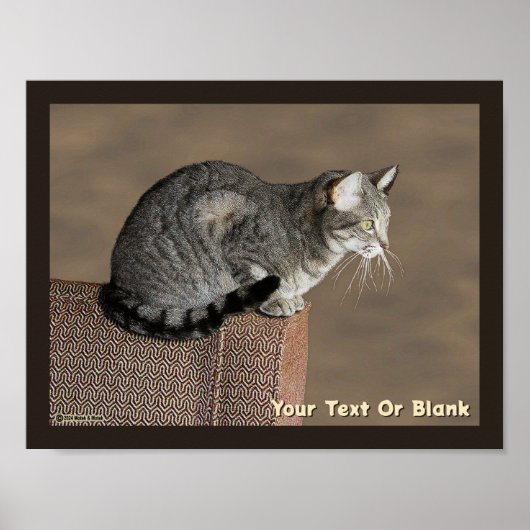 Smoky Grey Tabby Kat Poster (Voorkant)