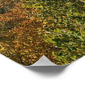 Smoky Mountain Autumn Foliage Poster (Hoek)