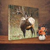 Smoky Mountain Elk Canvas