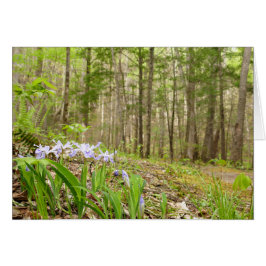 Smoky Mountain Trail in Spring