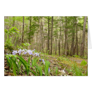 Smoky Mountain Trail in Spring