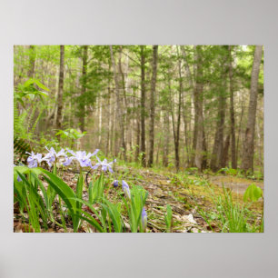 Smoky Mountain Trail in Spring Poster