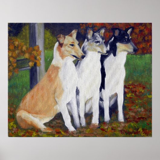 Smooth Collie Dog Portret Poster (Voorkant)