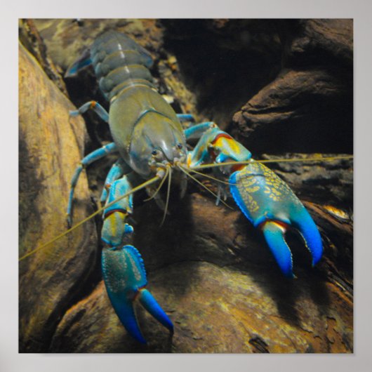 Smooth Yabby Poster (Voorkant)