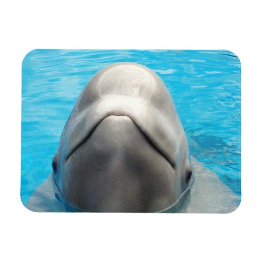 Smug Beluga Whale Magnet flexible (Horizontal)