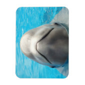 Smug Beluga Whale Magnet flexible (Vertical)