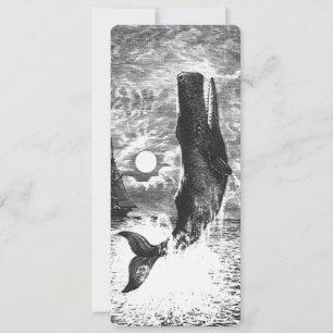  snaarwalvissen, zeedieren